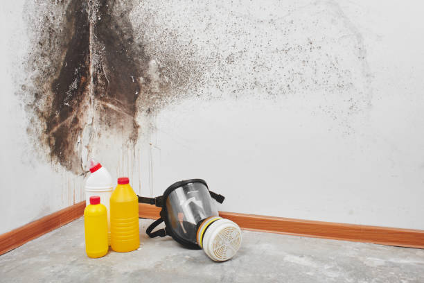 Best Affordable Mold Removal  in Keene, TX
