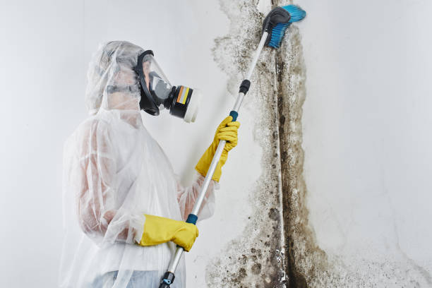 Best Fast Mold Removal  in Keene, TX