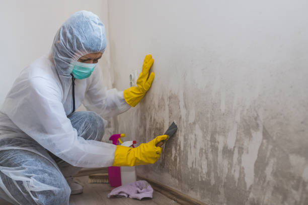 Best Commercial Mold Removal  in Keene, TX