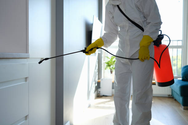 Best Home Mold Removal  in Keene, TX