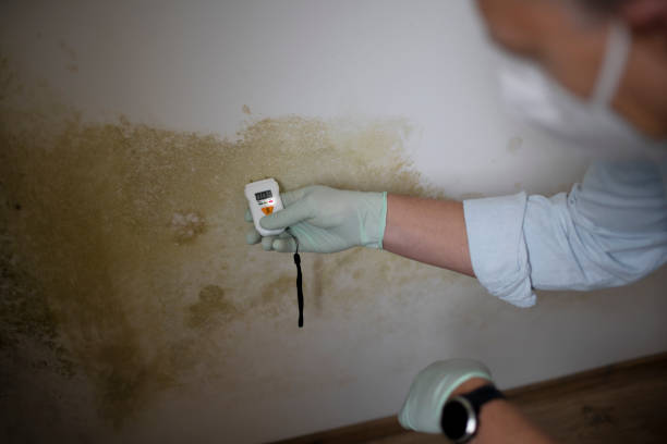 Best Affordable Mold Removal  in Keene, TX