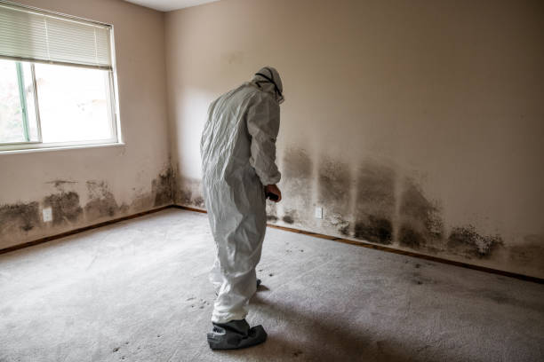 Office Mold Removal Services in Keene, TX
