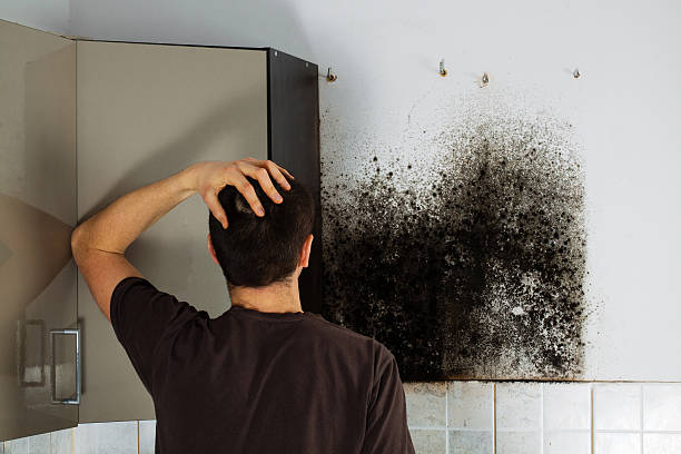 Best Mold Removal and Inspection  in Keene, TX