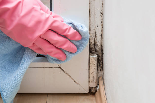 Best Mold Removal Company Near Me  in Keene, TX