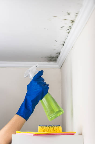 Best Local Mold Removal Service  in Keene, TX